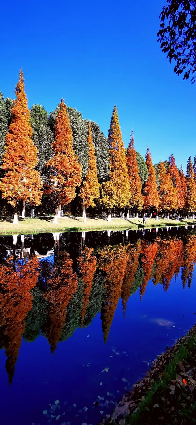 昆明这片红杉林美成油画！红杉红桥已成冬日最火打卡点