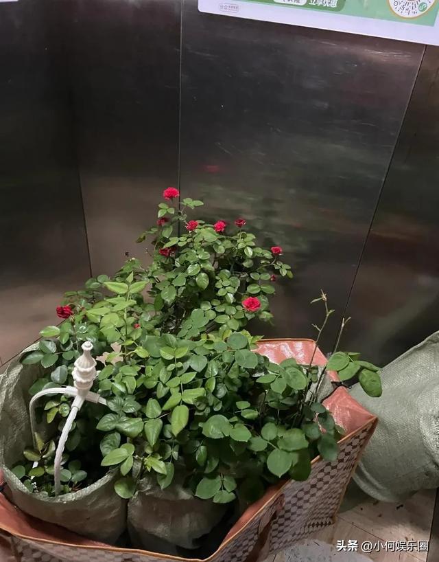 太心酸！湖南一小伙被裁员，无奈清理养在公司的花，一拖车没拉完