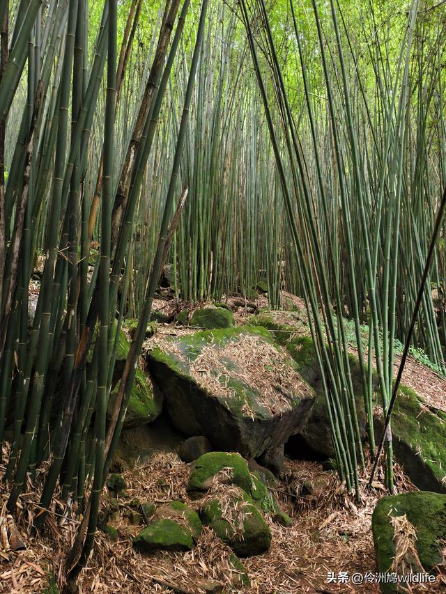 成都徒步（69）·彭州篇⑯法藏寺环线（桥断未走通）