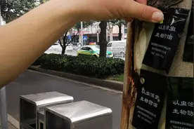 “以虫治虫”消灭天牛，这个方法绝了！图片