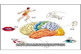神经系统的结构和功能（学习笔记）图片