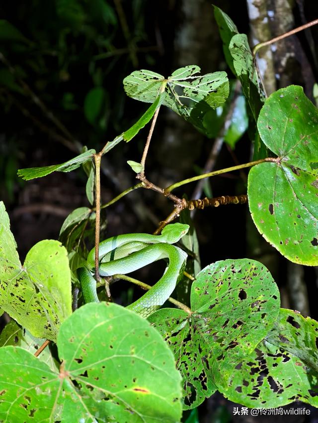 马来西亚(36)砂拉越州⑩峇哥国家公园夜间徒步体验