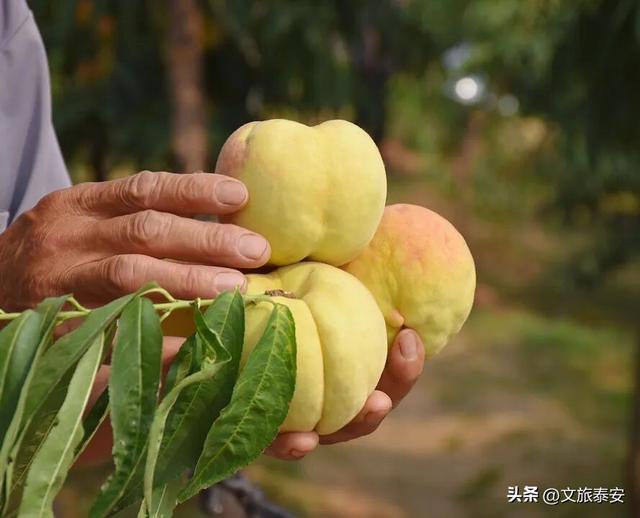 品爆汁肥桃！赏花路秋景！泰安 “小胖城” 一日游就该这么玩！