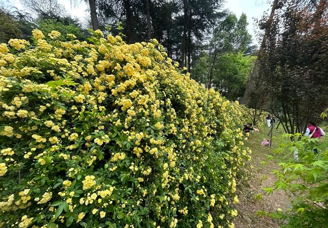 南京城内最大规模木香花开了，不要门票，香飘四溢，地铁公交直达
