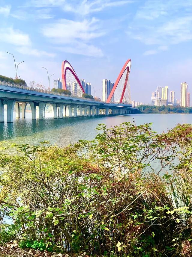 美篇：枫 叶 红 了