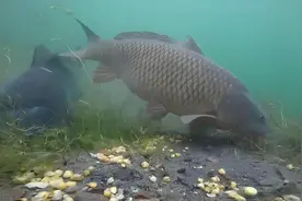 鱼在水里能听见声音吗？钓鱼时说话会不会把鱼给吓跑？图片