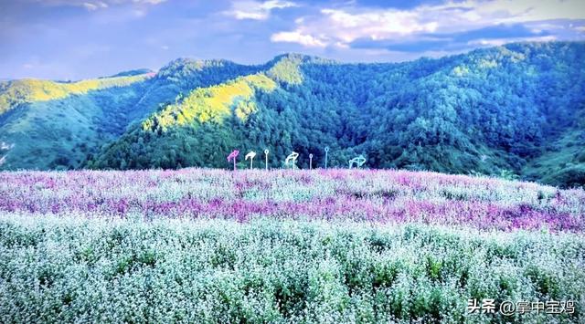 陇县河北镇：荞麦花海映初心 万亩花海促振兴
