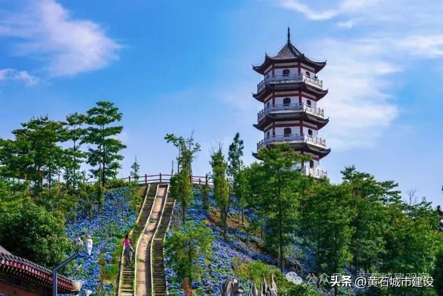 朋友圈C位预定！黄石一景区200亩绣球花将成蓝色海洋