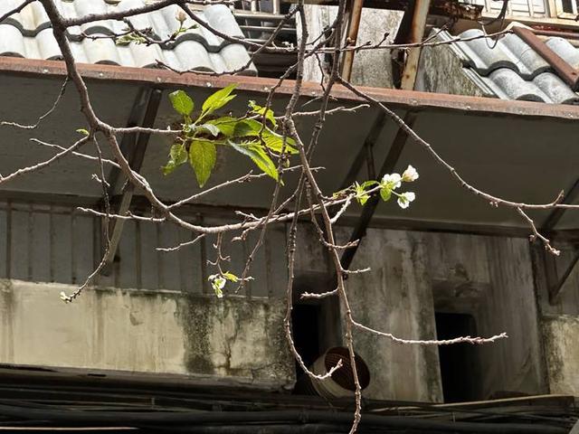 温州市区桂花“想不开”，春天的樱花竟“返场”在十月“梅开二度”