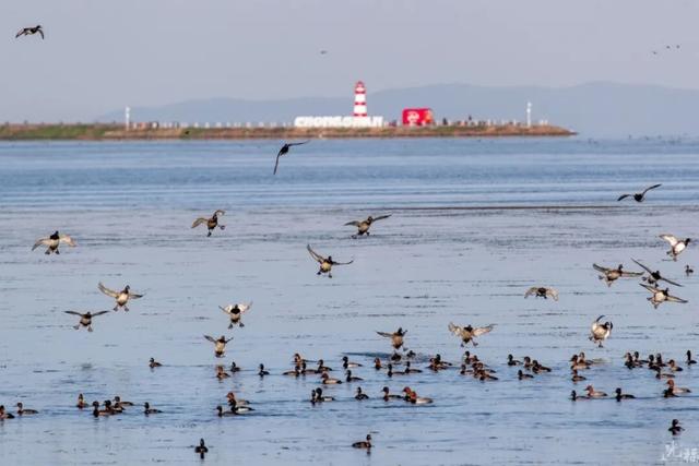 真的很美！2025苏州太湖观鸟超详细攻略来啦！