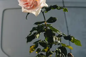 给男友送礼却遭嫌弃，还遭分手，为什么？图片