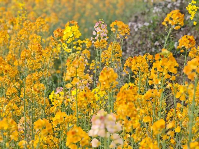 赏花 │ 花开正当时，周六“趣”汇川