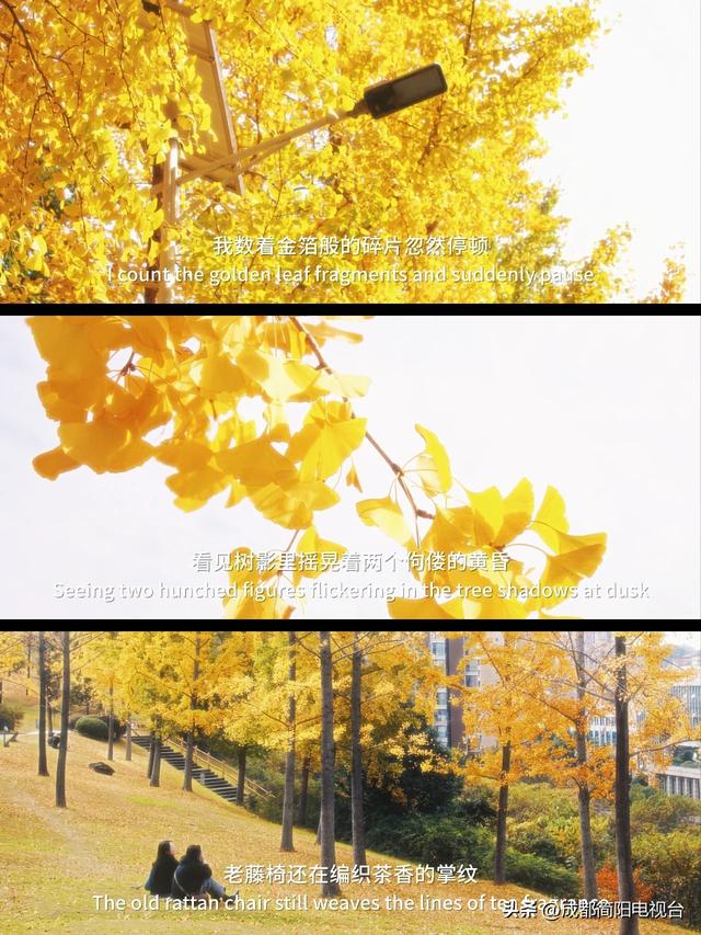 【图说·简阳】银杏浪漫成诗！邂逅限定款“金色之城”