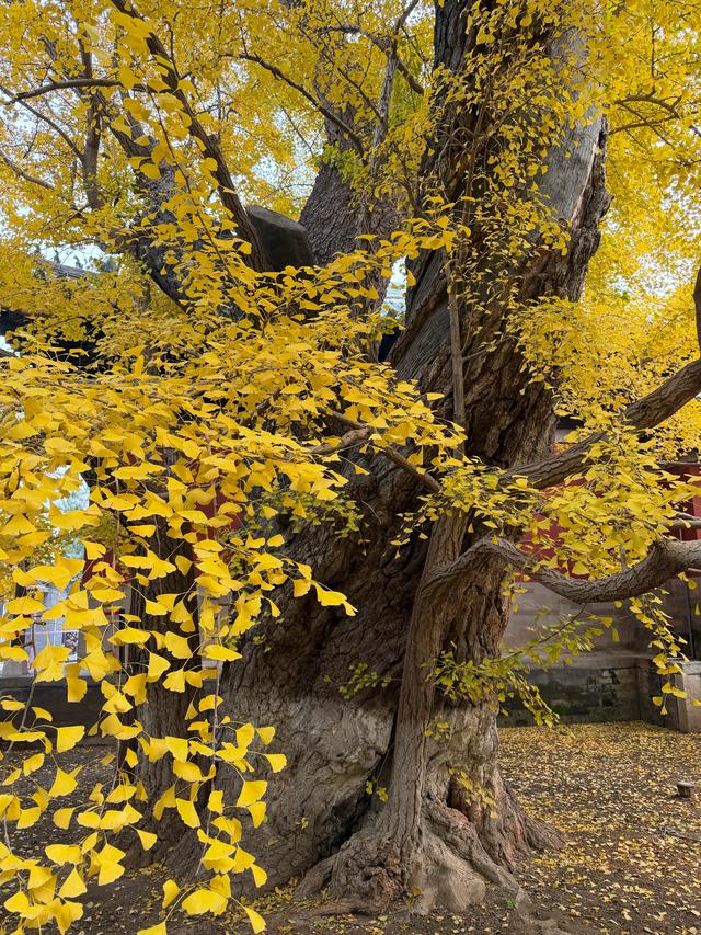 甘撒金缕苒秋寰