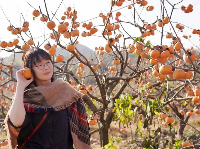 柴桑区新塘乡胡桥村:千亩柿红引客来