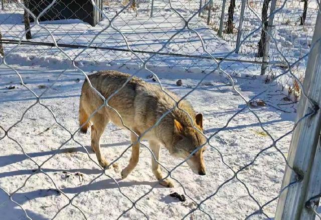 游览乌兰布统影视外景基地