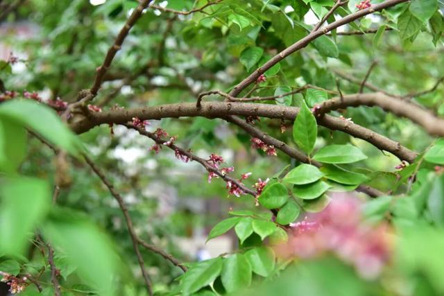 鼎湖山古寺中的百年桂树开花了！