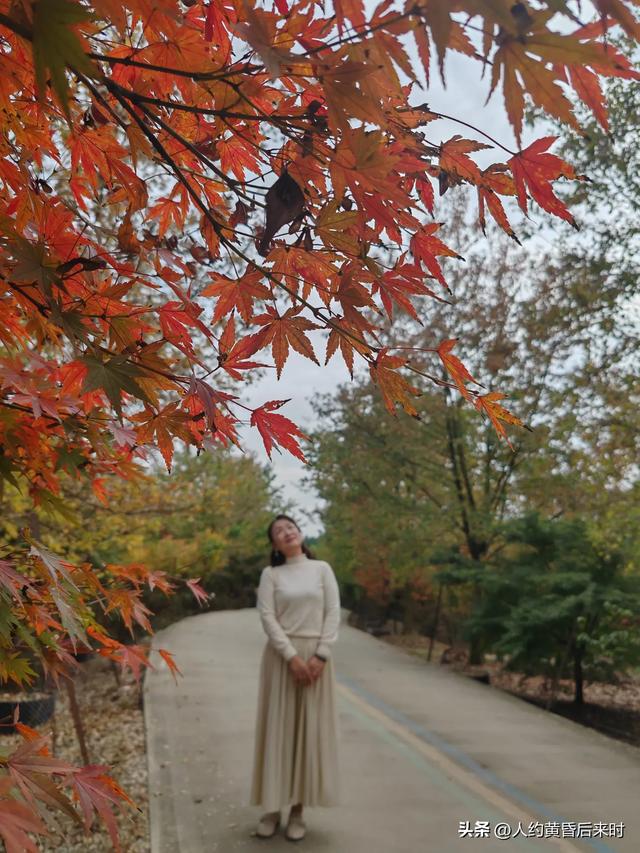 横山红枫岭，第二次来，算是尽兴了