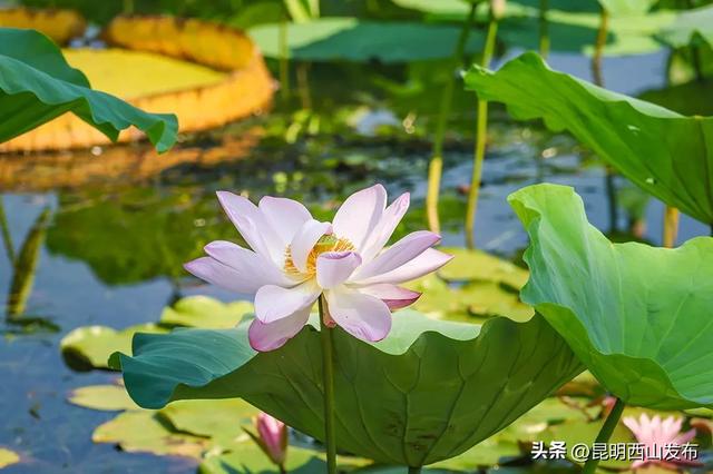 滇池畔小众村落：杨林港——观音山——百草村一日游！