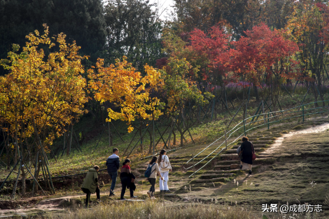 成都“枫”景天花板！再不看就晚了！