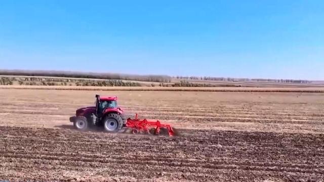 正午·12点 | “迟到的金黄”来了！沈水湾银杏正值最佳观赏期