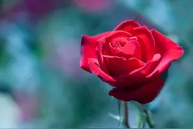 别乱送花！！这十种花的花语，你知道几个？？图片