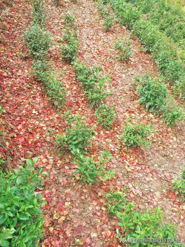 黟县塔川村初冬时节，一地落叶也是五彩斑斓