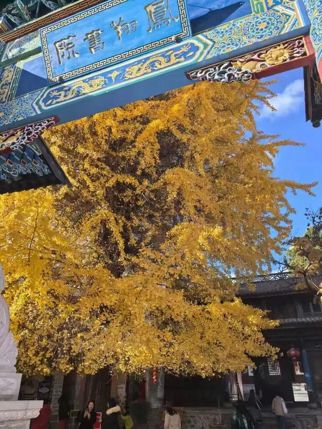 接下来的洱源美成这样