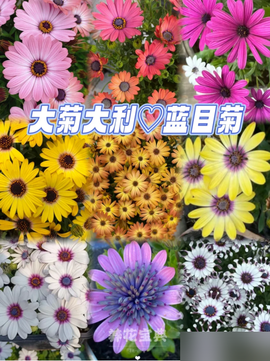 阴花不能进阳宅！这5种花“打死”也不养，家里若有？快挪走！