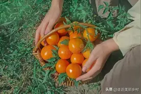 番茄总落花落果？老把式教你3招，结果多得压弯枝！图片