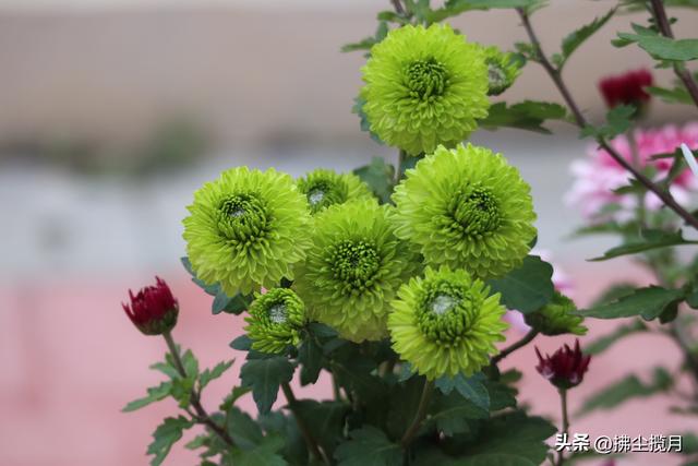 小区里的“菊展”，家门口的美景