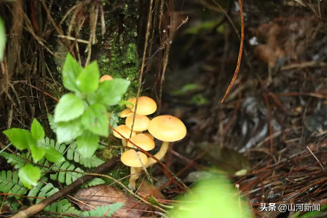 云南大理已劝返违规进苍山采菌及徒步人员820人