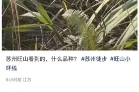 苏州旺山出现眼镜王蛇？发帖人已删帖，图片是旧照！图片