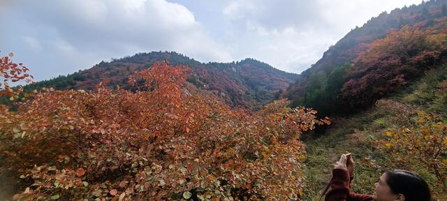 骊山红叶似火 车辆行人如织