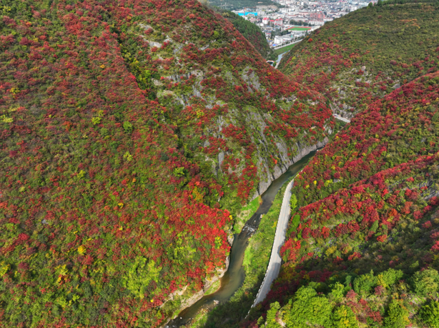 秋日限定 | 两当：把秦岭秋韵装进红叶里