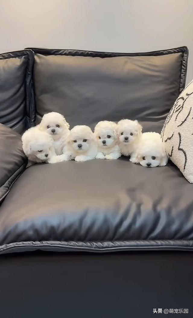 女子养一群小动物，邻居以为是富婆，知道真相后都哭了