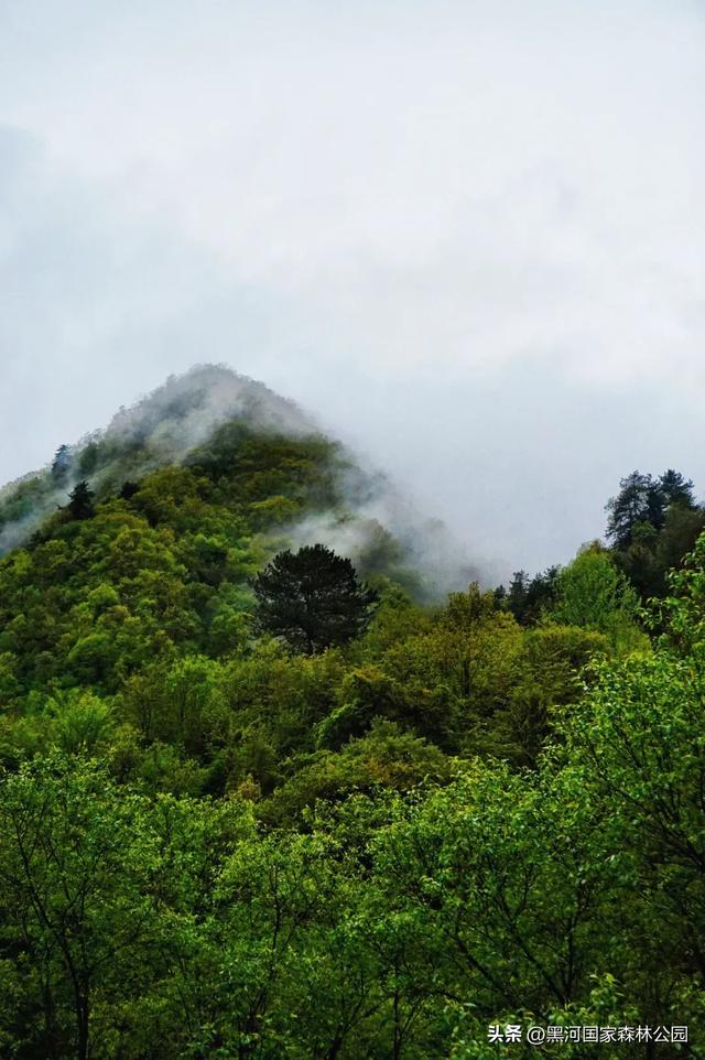 云海翻涌,薄雾缭绕,在黑河山间邂逅“山林仙境”