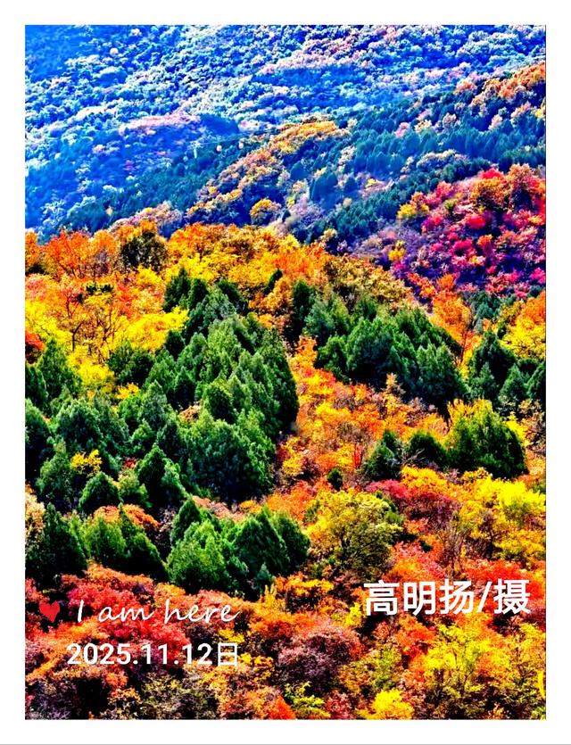 拍红枫叶，不用东奔西跑，一般人我不告诉他。