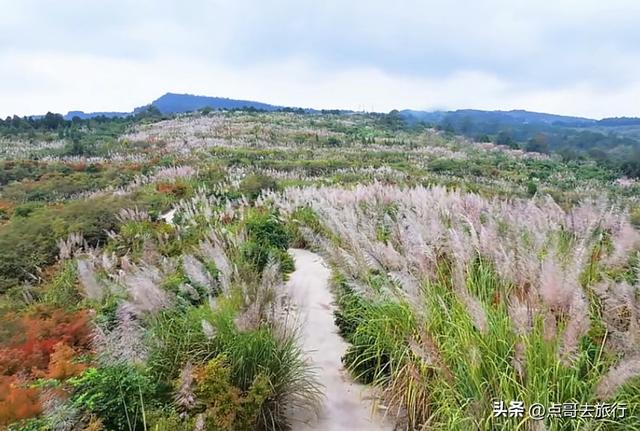 成都金堂爆红秋景，芭茅彩林超级惊艳，不要门票，徒步也是超棒！