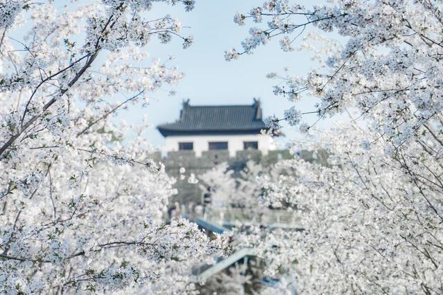 春季8个顶级赏樱地，3月盛花期，快去解锁春日花海