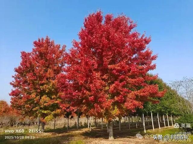 丹枫映秋，枫彩满楼｜申艳娟