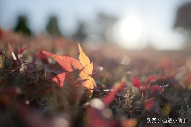 购买不会后悔的2款富士镜头，拍摄清晰又稳定！