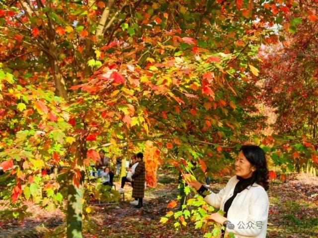 绝美！快来崇州收藏这份限定秋色