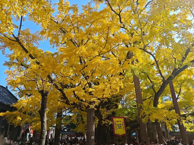 山东低调的4A景区，有棵4000年银杏树，被誉为“天下银杏第一树”