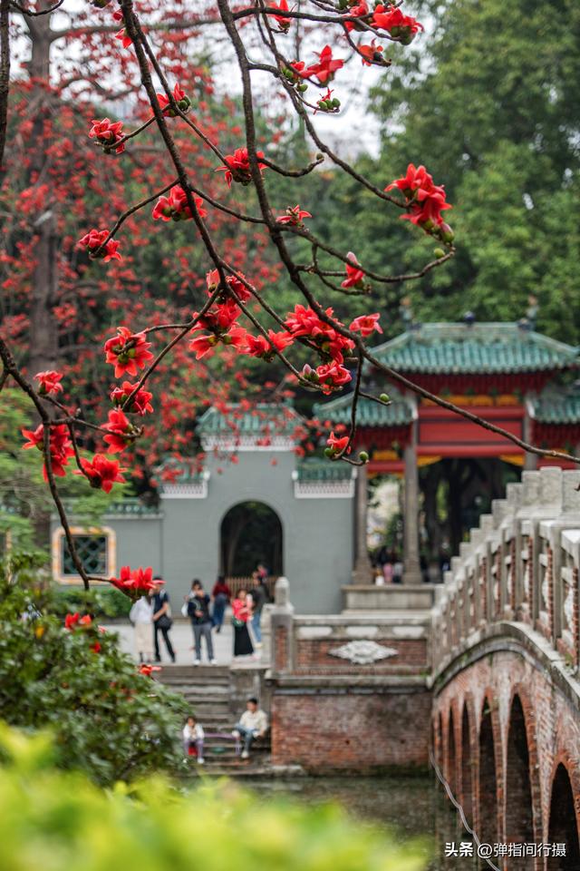 佛山百年公园，百年木棉开爆了！美到失语！