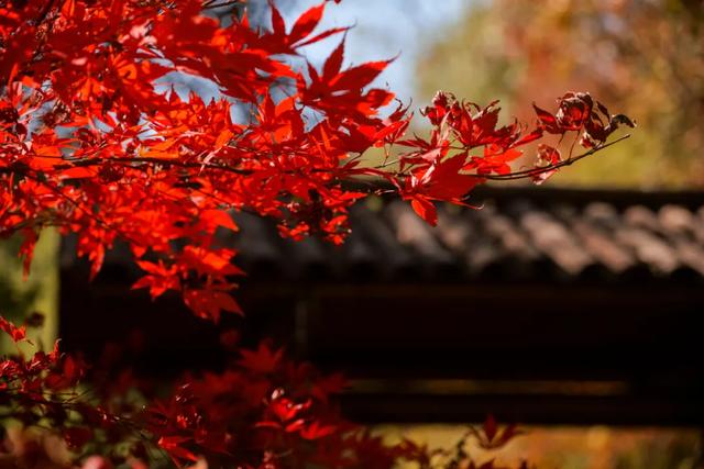 可惜你不听《枫》,不知道醴陵这片枫林到底有多美!