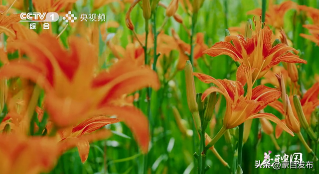 蒙自花开上央视！诚邀晒图，评论区专“宠”鲜花！