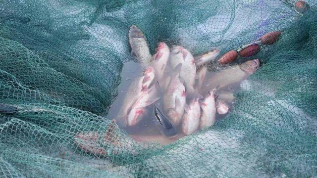 头鱼10888元成交！净月潭首届“潭鱼飞雁”冬捕活动启幕