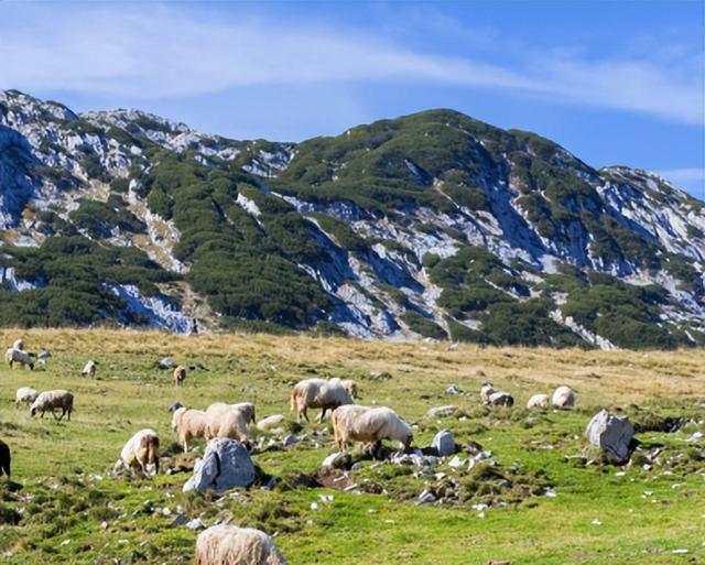 中世纪传统活到现在，为羊群让道，纽伦堡年度奇观引热议