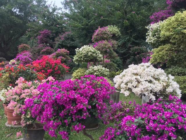 仙湖植物园大门停车场三角梅花海“瀑布”成网红打卡点，谁拍谁美